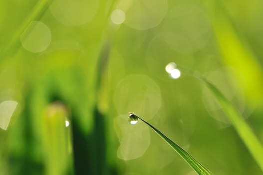 Morning grass with dew drops