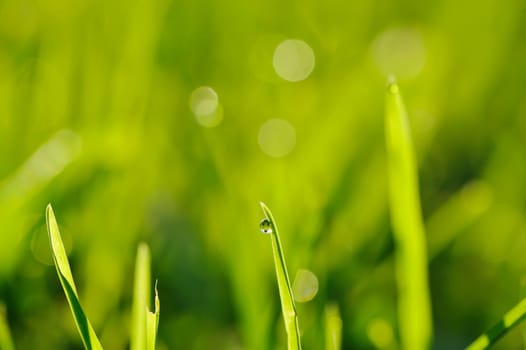 Morning grass with dew drops