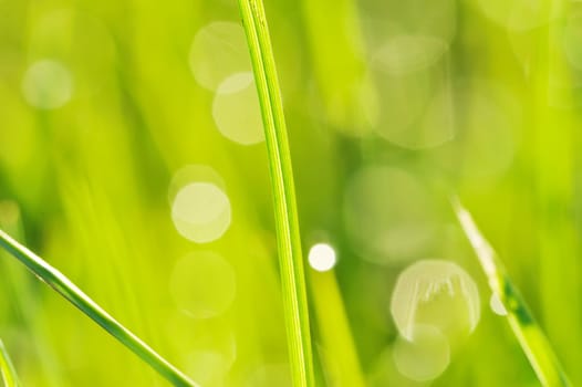 Morning grass with dew drops