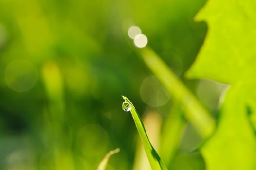 Morning grass with dew drops