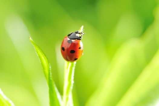 Ladybug on a grass with shallow DOF