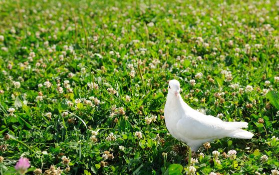 White dove on the grass