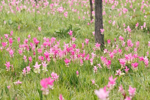 Pink field of Siam tulip at Chaiyaphum Province, Thailand.