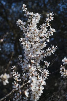 Close view detail of almond tree blossoms in the nature.