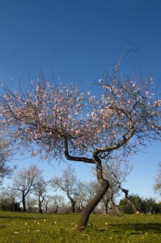 Close view detail of almond tree blossoms in the nature.