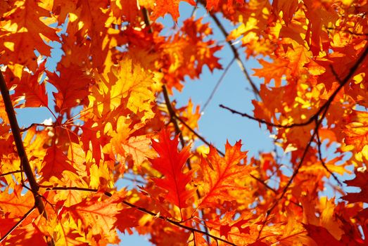 autumn leaves background in sunny day