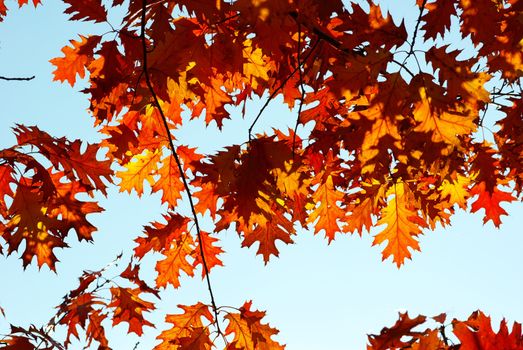 autumn leaves background in sunny day