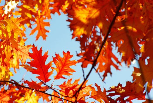 autumn leaves background in sunny day