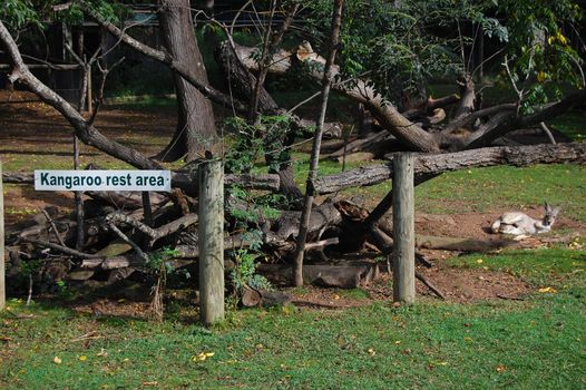 Kangaroo rest area, Lone Pine Sancuary Park, Brisbane, Australia