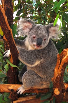 Koala on the tree, Lone Pine Sancuary, Brisbane, Australia