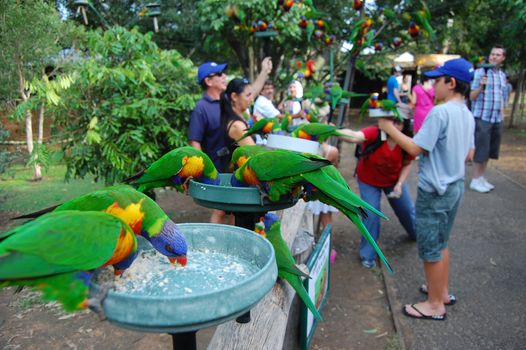 Feeding parrots in Australia, Lone Pine Sancuary park, near Brisbane