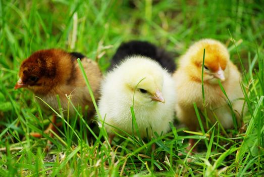 Newborn chickens on a green grass