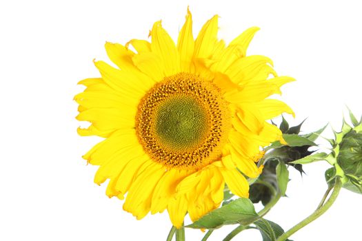 Flower head of a single large yellow sunflower grown as an agricultural crop for its seeds and oil isolated on a white background Flower head of a single large yellow sunflower grown as an agricultural crop for its seeds and oil isolayed on a white background 