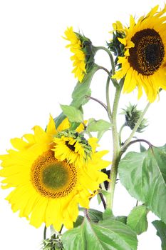 Isolated sunflower plant showing several flowerheads on a single stem with the foliage on a white studio background 