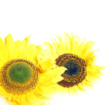 Closeup of two cheerful yellow sunflowers showing the spiral pattern of the florets in the centre isolated on a white background 
