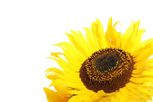Closeup of a large yellow sunflower showing the disc florets and seeds in the centre isolated on white 
