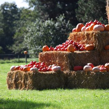 Colourful collection of autumn pumpkin, gourds and squash displayed on rectangular hay bales on a green lawn 