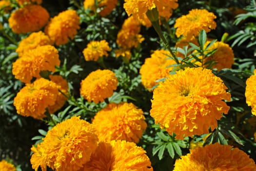 Orange and yellow marigold flower