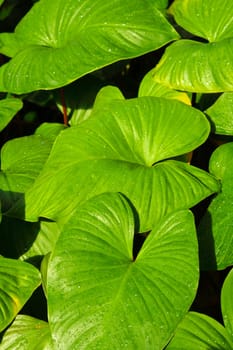 Water drop on leaves in nature