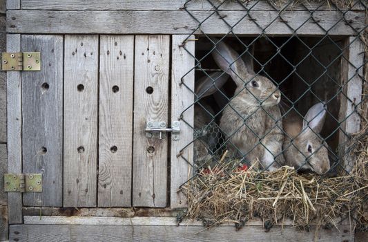 Rabbits in a wooden hutch.