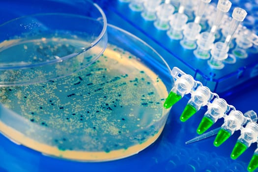 a Petri Dish with growing Virus and bacteria cells. microorganism