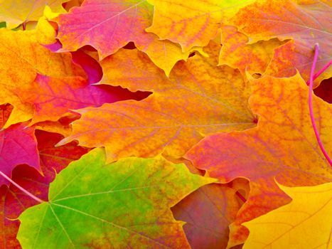 Fall leafs background, texture pattern
