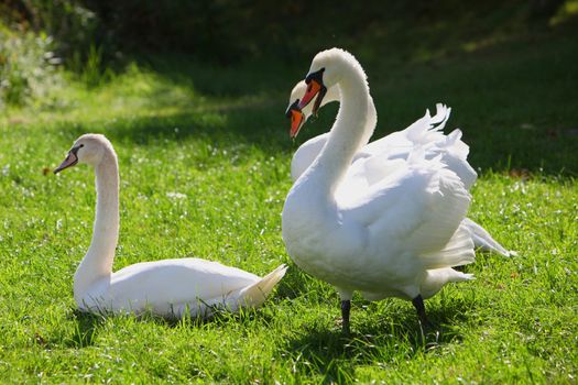 Three beautiful white swans standing on lush green grass in sunshine 