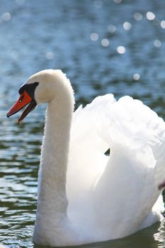Graceful adult white swan swimming on calm water with its wings raised over its back with copyspace above 