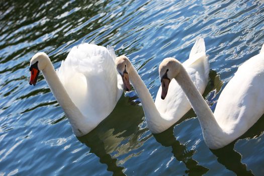 High angle view of three beautiful white swans swimming on a lake with sunlight reflecting off the rippled surface High angle view of three beautiful white swans swimming on a lakewith sunlight reflecting off the rippled surface 