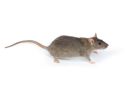 rat isolated on white background