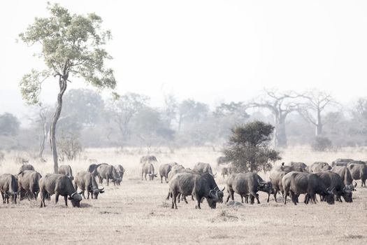 Group of wild African Buffaloes in the Savannah