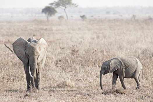 Wild Elephant in the Savannah in Mikumi, Tanzania