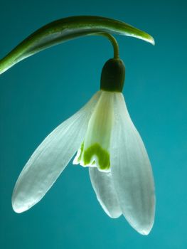 Single Snowdrop (Galanthus) flower against a blue background.  Backlit flower