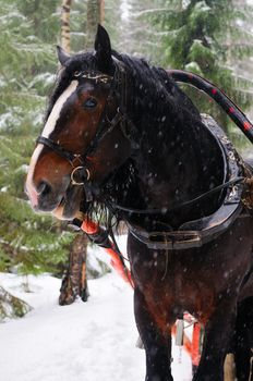Pulled horse on the background of the winter forest.
