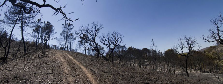 Landscape view of a burned forest, victim of a recent fire.