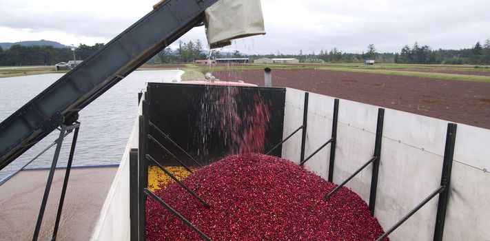 A truck gets filled with cranberries on the farm