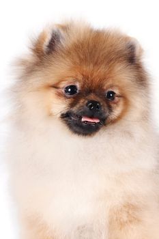 Portrait of a puppy of a spitz-dog on a white background