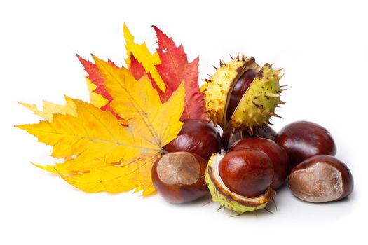 Chestnut with colorful leafs on white background