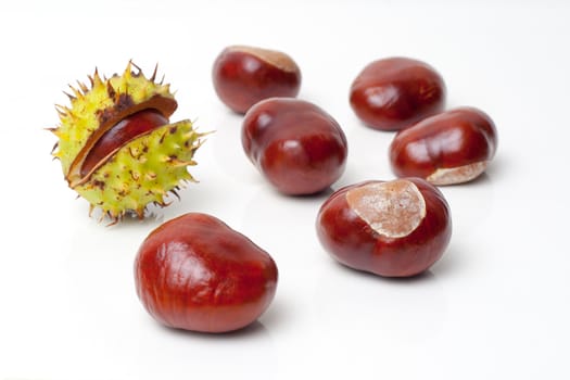 isolated Chestnut on white background