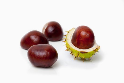 isolated Chestnut on white background