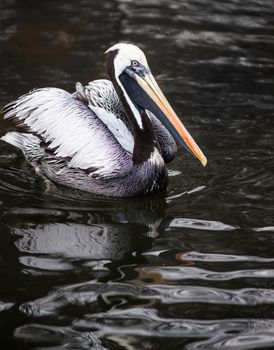 Peruvian Pelican: birds and animals from west coast of South America  