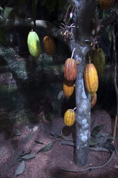 cocoa tree in philip island of australia