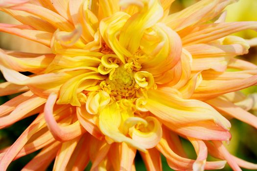 Close up of a Yellow and Red Dahlia with wild petals