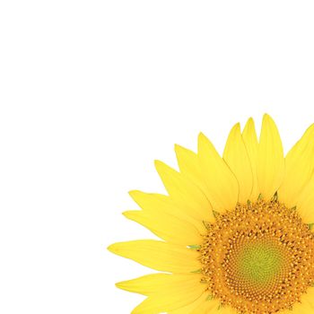 Close up sun flower isolated on the white background