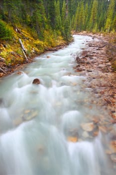 Rapids of the Little Yoho River in Yoho National Park of Canada.