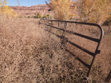 dry yellow grass