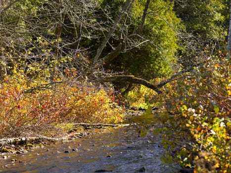 flowing creek with trees