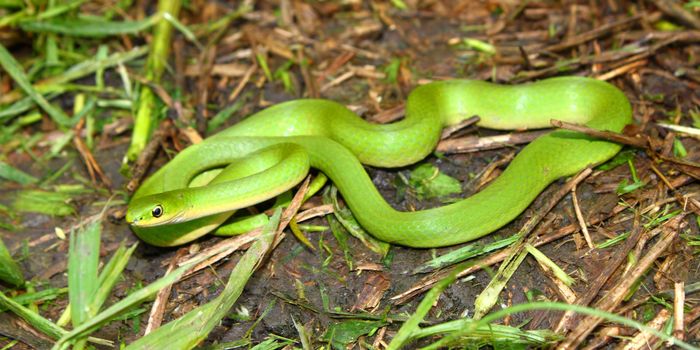 Beautiful Smooth Green Snake (Opheodrys vernalis) in a prairie of Illinois.