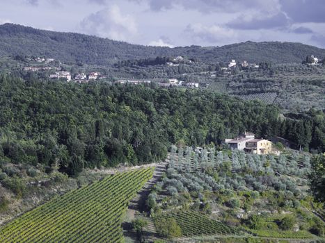 high angle shot of tuscan vineyard