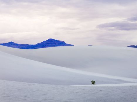 Isolated Tree